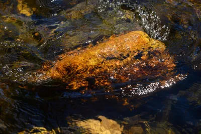 DSC_9936 (Large).JPG